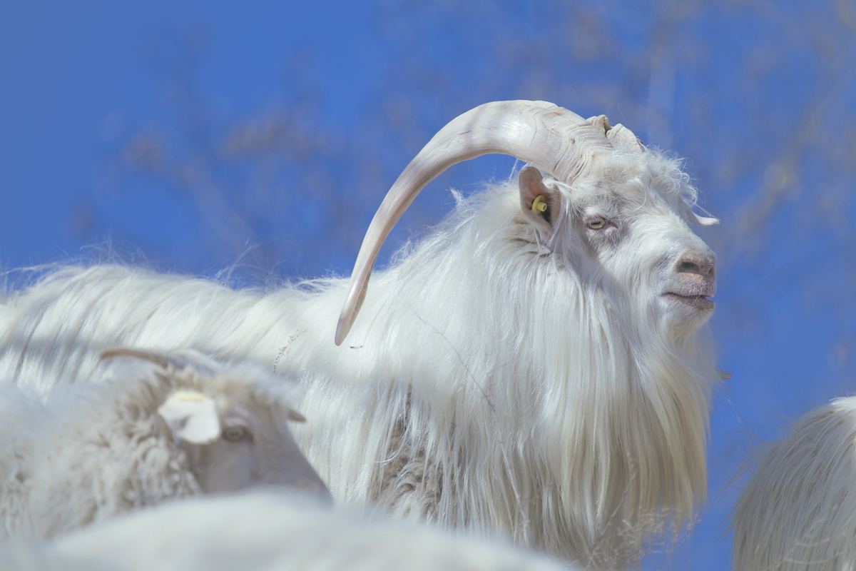 Cashmere goats grazing