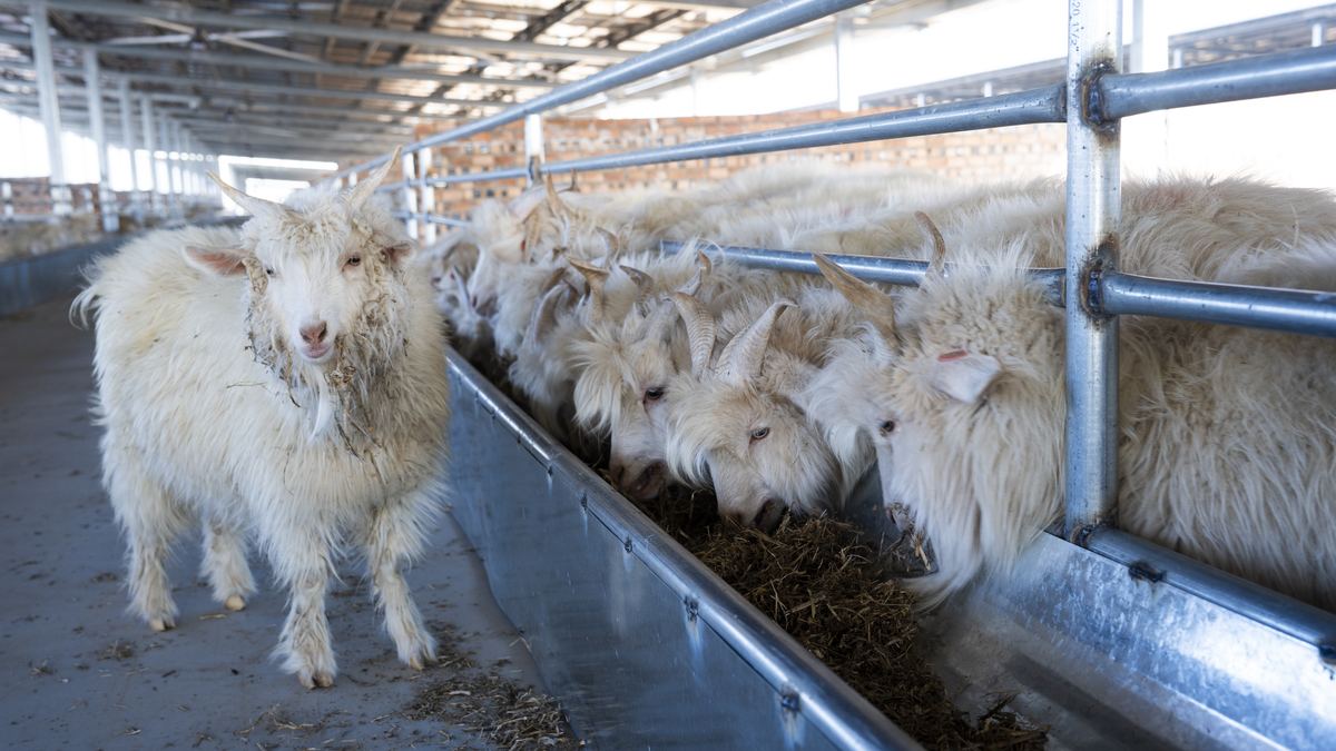 Goat herd close-up