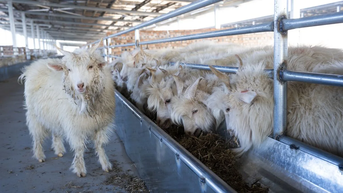 Goat herd close-up