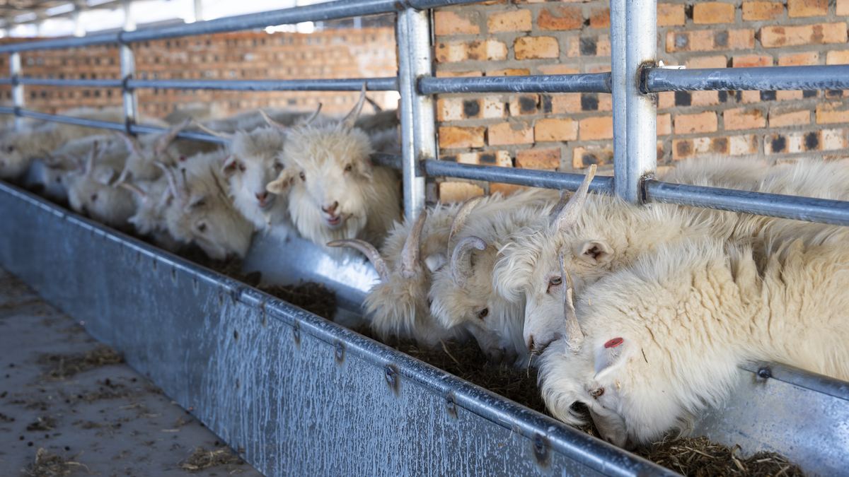 Shaanxi Northern White Cashmere Goats at HARCHOY farm